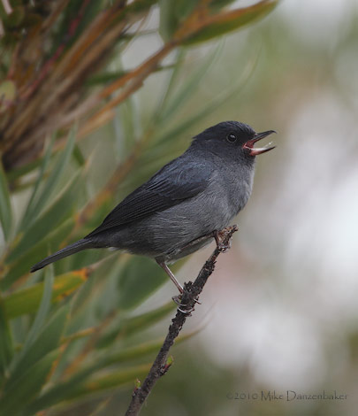 Slaty Flowerpiercer (Diglossa plumbea) photo image