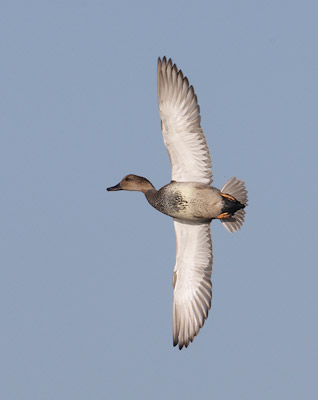 Gadwall (Anas strepera) photo image