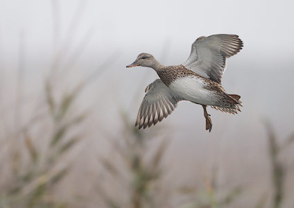 Gadwall (Anas strepera) photo