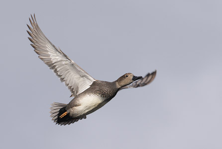 Gadwall (Anas strepera) photo image