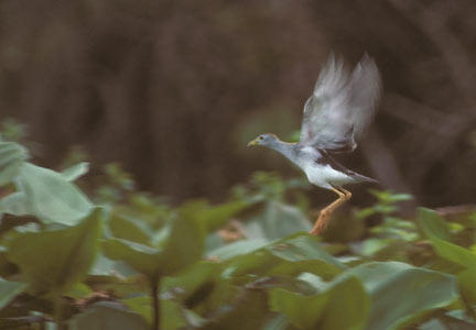 Azure Gallinule (Porphyrio flavirostris) photo image