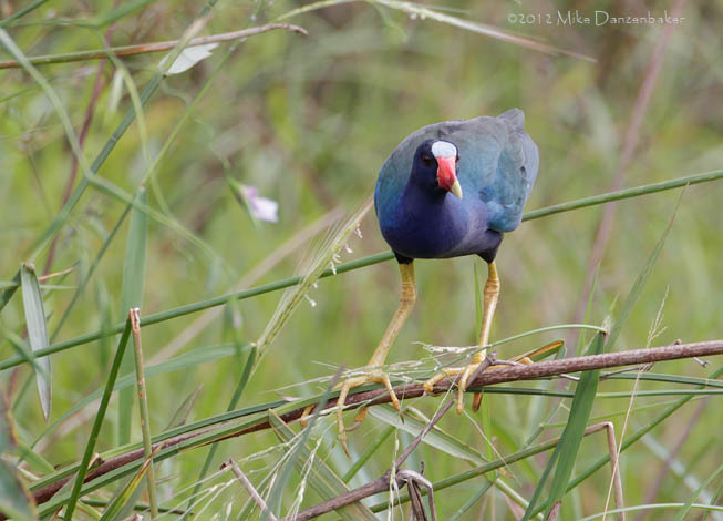 Purple Gallinule (Porphyrio martinica) photo image