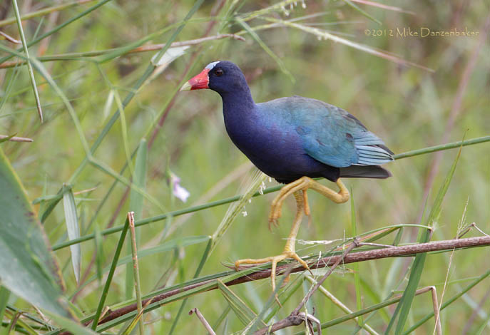 Purple Gallinule (Porphyrio martinica) photo image
