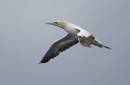 Australasian Gannet (Morus serrator) photo