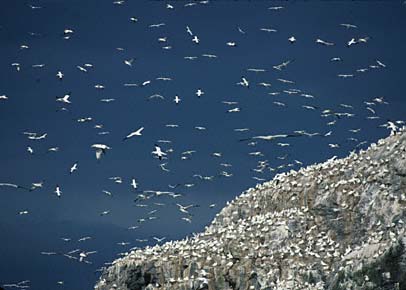 Northern Gannet (Morus bassanus) photo image