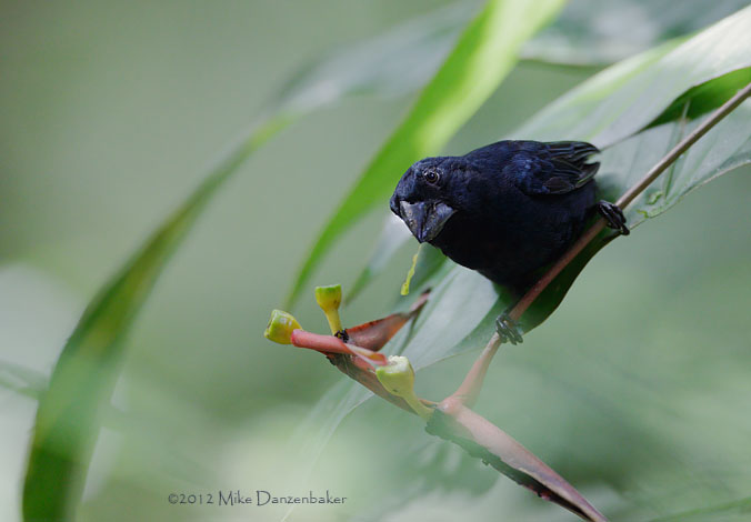 Blue-black Grosbeak (Cyanocompsa cyanoides) photo