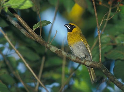 Black-faced Grosbeak (Caryothraustes poliogaster) photo image