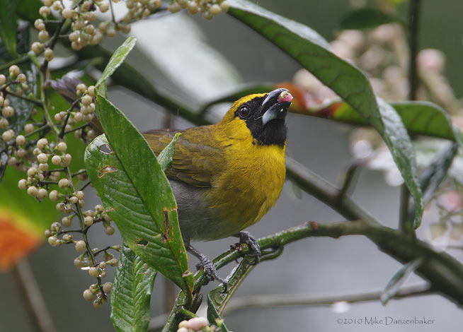 Black-faced Grosbeak (Caryothraustes poliogaster) photo image