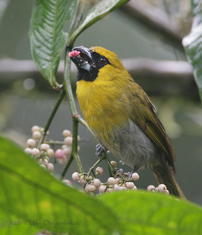 Black-faced Grosbeak (Caryothraustes poliogaster) photo image
