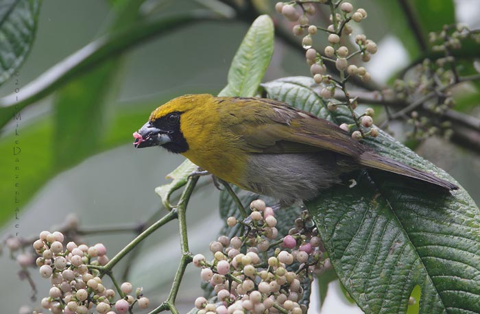 Black-faced Grosbeak (Caryothraustes poliogaster) photo image