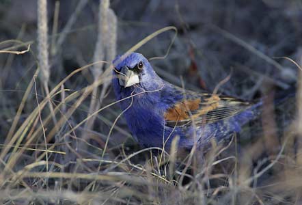 Blue Grosbeak (Passerina caerulea) photo image