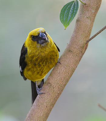 Black-thighed Grosbeak (Pheucticus tibialis) photo image