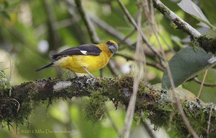 Black-thighed Grosbeak (Pheucticus tibialis) photo image