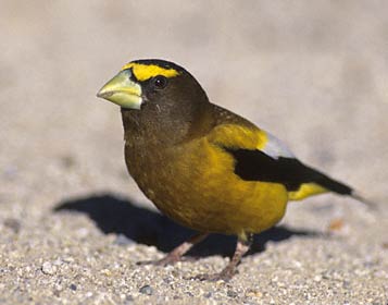 Evening Grosbeak (Hesperiphona vespertina) photo image