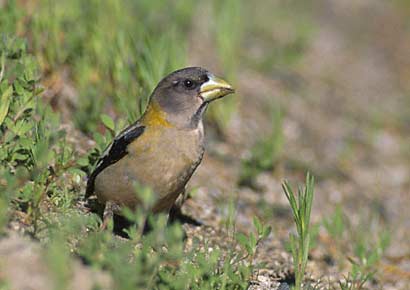 Evening Grosbeak (Hesperiphona vespertina) photo image