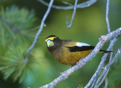 Evening Grosbeak (Hesperiphona vespertina) photo image