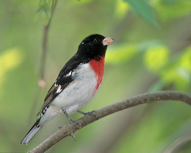 Rose-breasted Grosbeak (Pheucticus ludovicianus) photo image