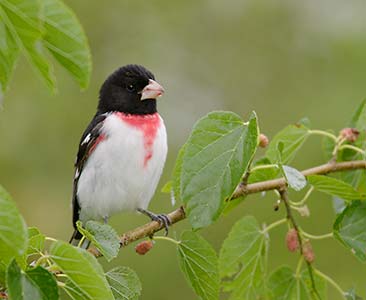 Rose-breasted Grosbeak (Pheucticus ludovicianus) photo image