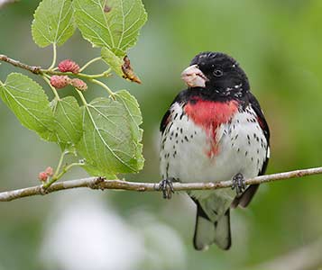 Rose-breasted Grosbeak (Pheucticus ludovicianus) photo image