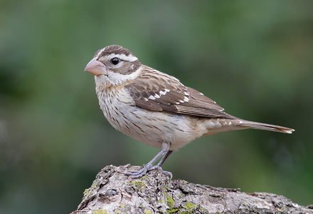 Rose-breasted Grosbeak (Pheucticus ludovicianus) photo image
