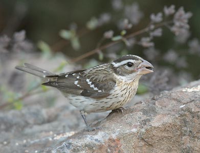 Rose-breasted Grosbeak (Pheucticus ludovicianus) photo image