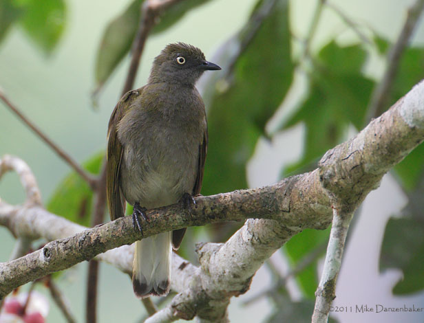 Honeyguide Greenbul (Baeopogon indicator) photo image