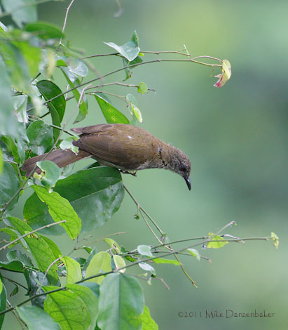 Slender-billed Greenbul (Stelgidillas gracilirostris) photo image