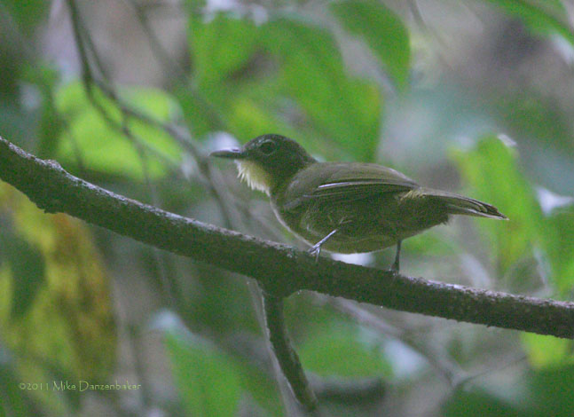Yellow-bearded Greenbul (Criniger olivaceus) photo image