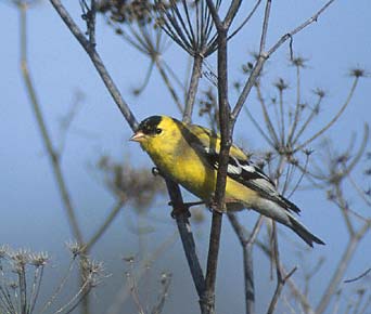 American Goldfinch (Carduelis tristis) photo image