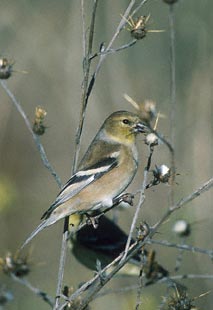 American Goldfinch (Carduelis tristis) photo image