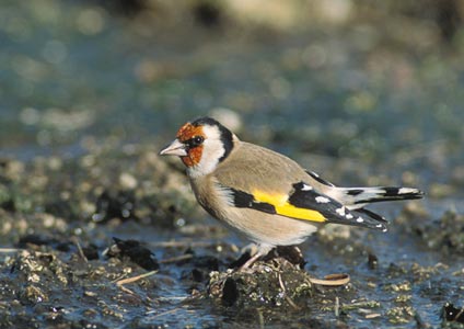 European Goldfinch (Carduelis carduelis) photo image