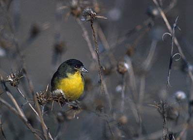 Lesser Goldfinch (Carduelis psaltria) photo image