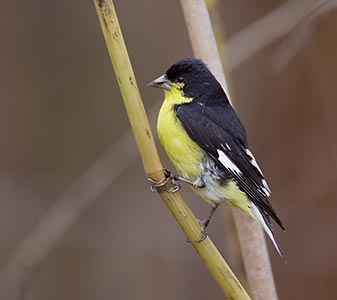 Lesser Goldfinch (Carduelis psaltria) photo