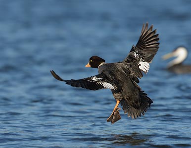 Barrow's Goldeneye (Bucephala islandica) photo