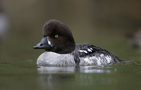 Barrow's Goldeneye (Bucephala islandica) photo