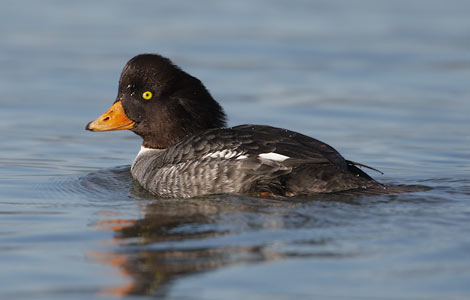 Barrow's Goldeneye (Bucephala islandica) photo