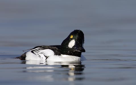 Common Goldeneye (Bucephala clangula) photo image