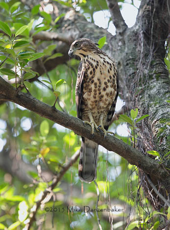 Crested Goshawk (Accipiter trivirgatus) photo image
