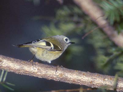 Goldcrest (Regulus regulus) photo image