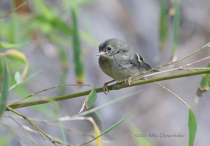 Goldcrest (Regulus regulus) photo image