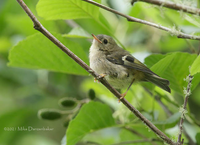Goldcrest (Regulus regulus) photo image