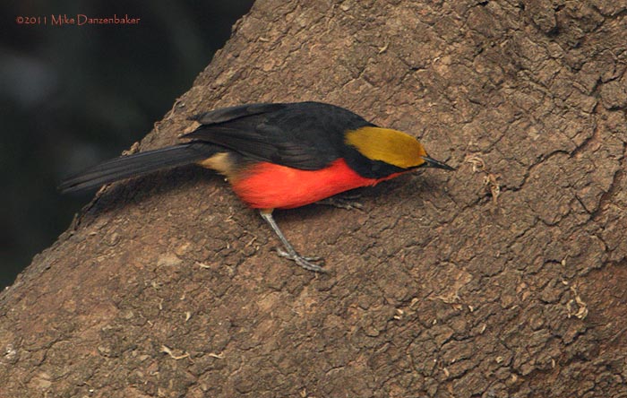 Yellow-crowned Gonolek (Laniarius barbarus) photo image
