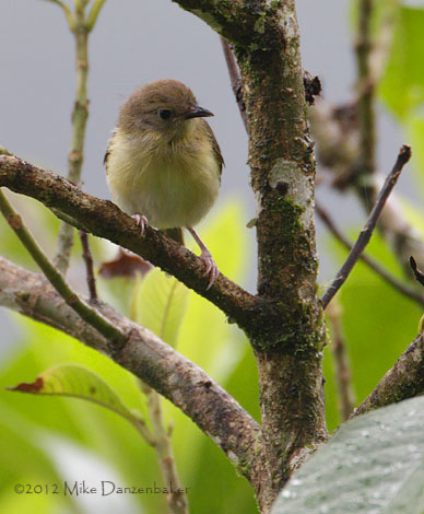 Olivaceous Greenlet (Hylophilus olivaceus) photo