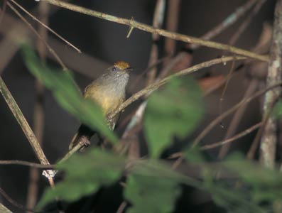 Tawny-crowned Greenlet (Hylophilus ochraceiceps) photo