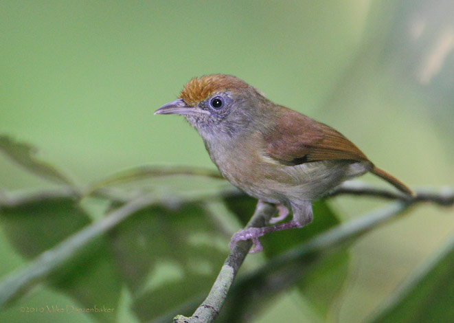 Tawny-crowned Greenlet (Hylophilus ochraceiceps) photo