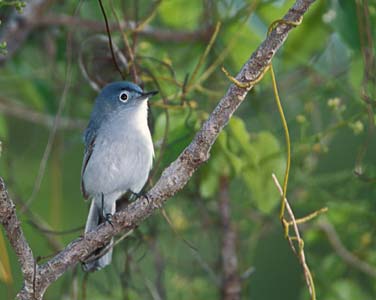 Blue-gray Gnatcatcher (Polioptila caerulea) photo image
