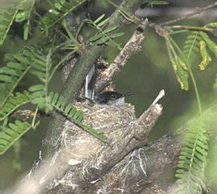 Black-capped Gnatcatcher (Polioptila nigriceps) photo image