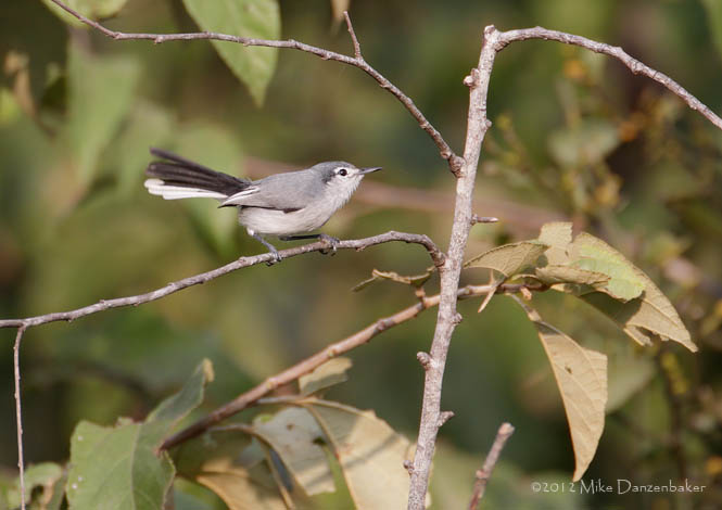 White-lored Gnatcatcher (Polioptila albiloris) photo image