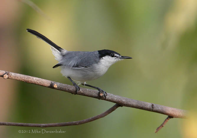 White-lored Gnatcatcher (Polioptila albiloris) photo image