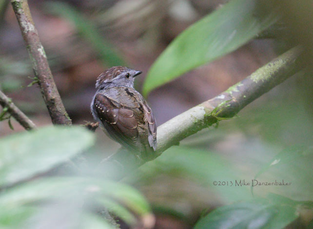 Ash-throated Gnateater (Conopophaga peruviana) photo